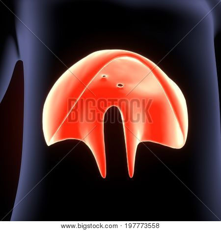 Human Diaphragm Anatomy Illustration . 3D render