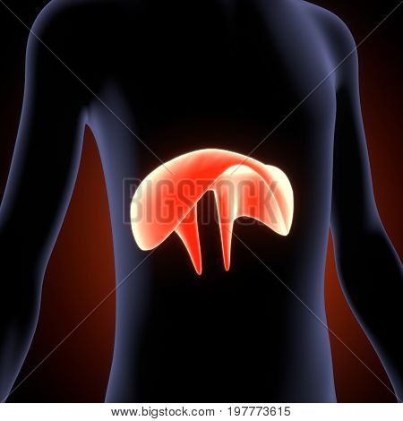 Human Diaphragm Anatomy Illustration . 3D render