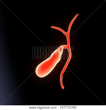 3d illustration of  Human  body Gallbladder anatomy