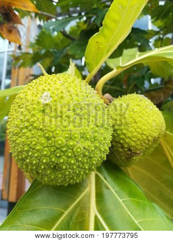 Young breadfruit. Close up picture of exotic fruit, breadfruit.