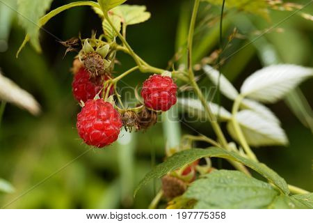 Berry of a wild red raspberry Rubus idaeus.