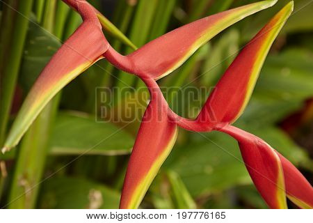Beautiful Heliconia Flower