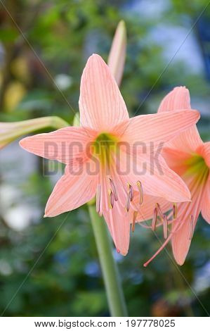 beautiful Hippeastrum johnsonii flower in nature garden