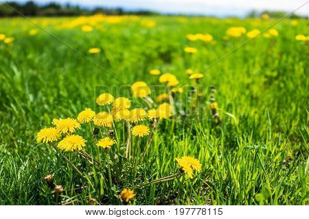 Group Of Yellow Dandelion Flowers In Green Grass In Quebec, Canada Charlevoix Region