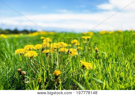 Group Of Yellow Dandelion Flowers In Green Grass In Quebec, Canada Charlevoix Region With Blue Sky