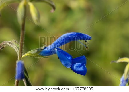A flower of Gentian Sage Salvia patens.