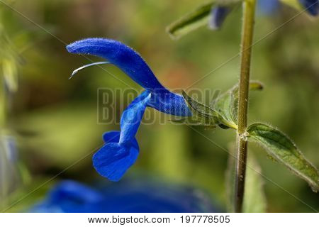 A flower of Gentian Sage Salvia patens.