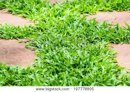 Green grass on the corridor In the outdoor garden