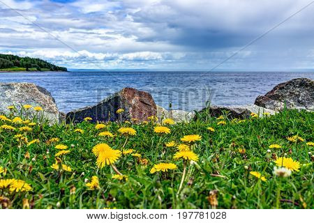 Field Of Yellow Dandelion Flowers By Saint Lawrence River In La Malbaie, Quebec, Canada In Charlevoi