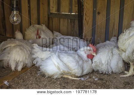 Raising Chickens For Meat, Fast Growth Concept