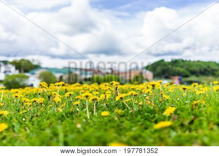 Saint Lawrence River Town Cityscape Skyline In Charlevoix Region In Quebec With Dandelion Yellow Flo