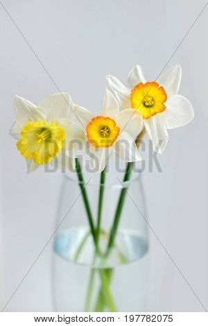 White narcissus in the glass vase in gray background