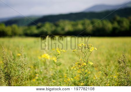 Beautiful summer meadow with yellow flowers blurred background