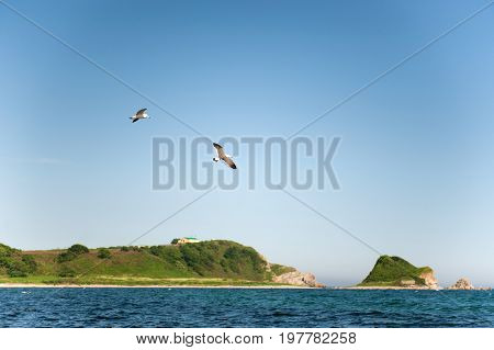 Birds flying above the sea and green coast with free space