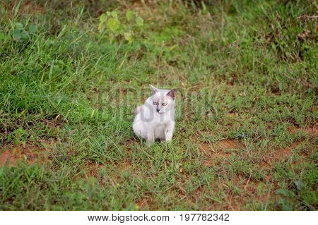 a small domesticated carnivorous mammal with soft fur, a short snout, and retractile claws. It is widely kept as a pet or for catching mice, and many breeds have been developed