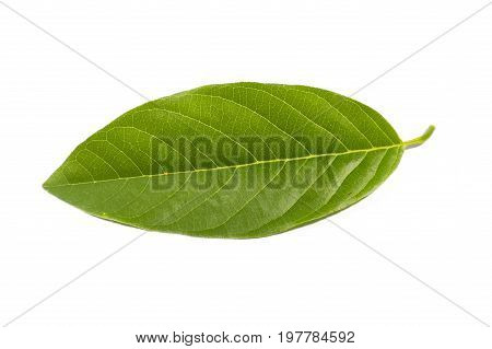 fresh green Annona squamosa leaves on white background