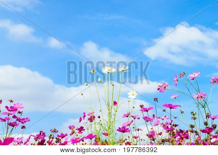 pink cosmos flowers daisy blossom flowers in the garden with blue sky