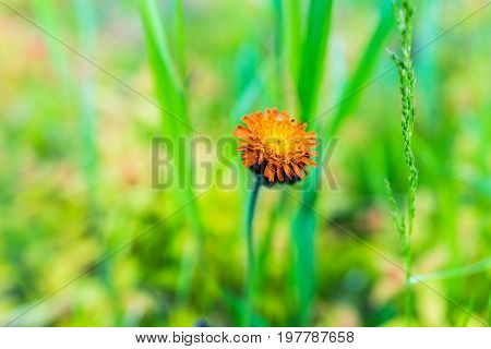 Macro Closeup Of Orange Hawkweed Flower With Green Grass Bokeh Showing Detail And Texture