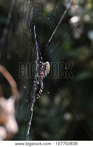 Big green spider on the web . Spider in his web wait for a prey