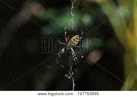 Big green spider on the web . Spider in his web wait for a prey