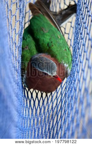 The birds trapped in the nets Common Emerald Dove Rain forest animals in Thailand.