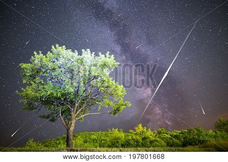 Green Tree Milky Way Night Sky Falling Stars