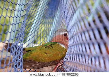 The birds trapped in the nets Common Emerald Dove Rain forest animals in Thailand.