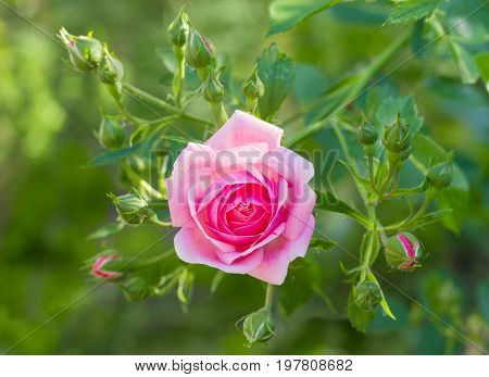 Branch with one pink flower and several buds of the Bourbon rose on the blurred background of a rose bush