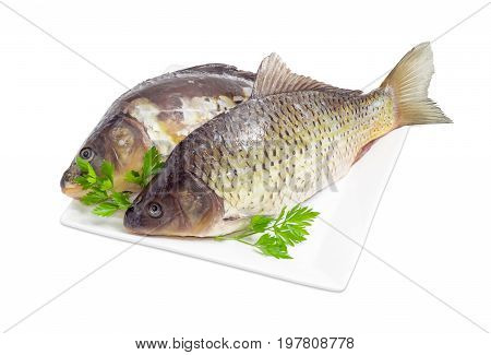 Common carp and mirror carp with peeled scales and prepared for cooking and parsley twigs on the white square dish on a white background