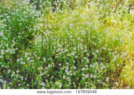 Background of the chamomiles on a meadow closeup during sunrise