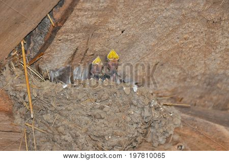 Baby swallows in nest asking for food. Newborn swallows in nest