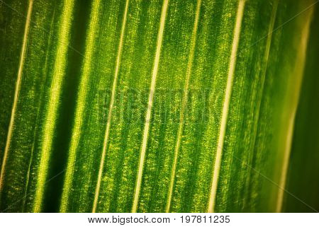 Green Flower Foliage, Macro Photoghaphy