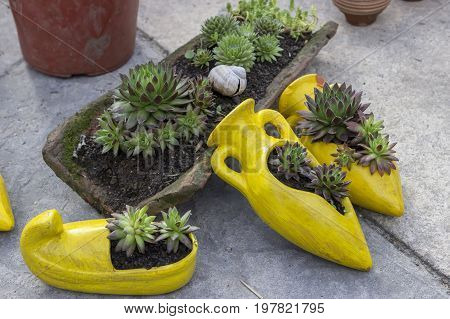Sempervivum Tectorum In A Clay Pots