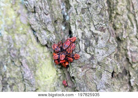 Red insect firebug Pyrrhocoris apterus on a tree trunk bark