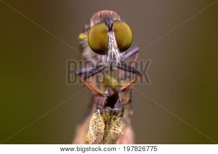 Macro shot of a robber fly on the branch tree.The robber flies are an abundant and diverse family (Asilidae) known for their predatory behavior.