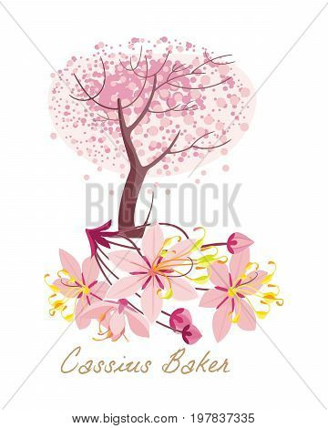Tropical forest herbs and plants with leaves, flowers. Beautiful cassius baker with leaves and flowers. Vector illustration isolated on white background.