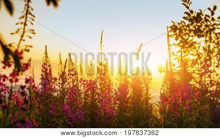 wild flower meadow through sunlight. Beauty world