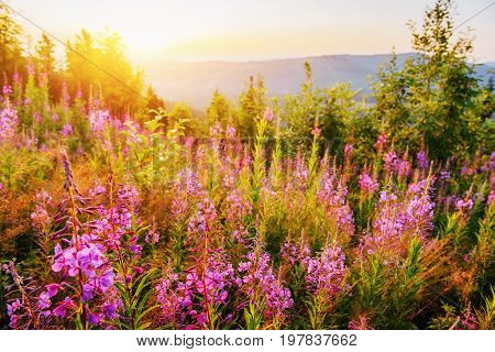 wild flower meadow through sunlight. Beauty world