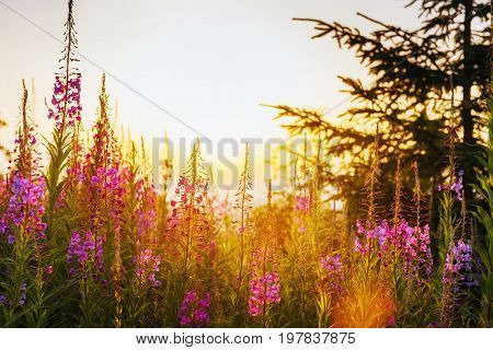 wild flower meadow through sunlight. Beauty world