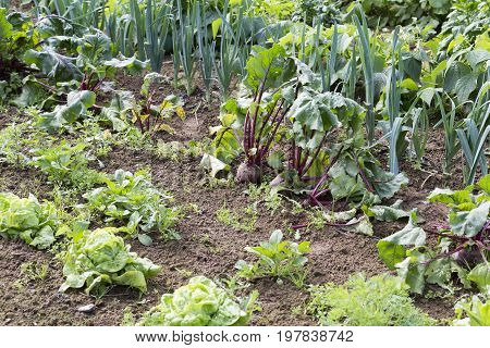 vegetable in the garden organic food France