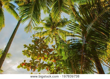 Beautiful Tropical Landscape With Palm Trees In The Evenin. Boracay, Philippines