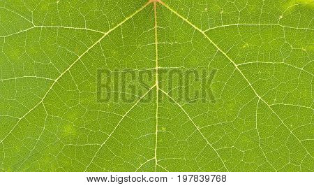 Green grape leaf macro with nervation texture