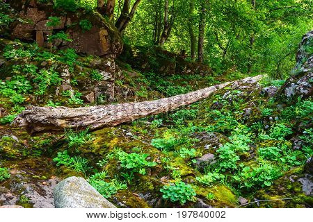 Road going through beautiful forest with mossy trunks and roots of giant spuces and pines and lush fern folliage in front