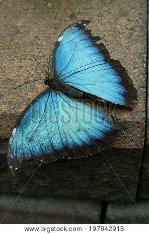 Beautiful blue butterfly posing proudly for his portrait