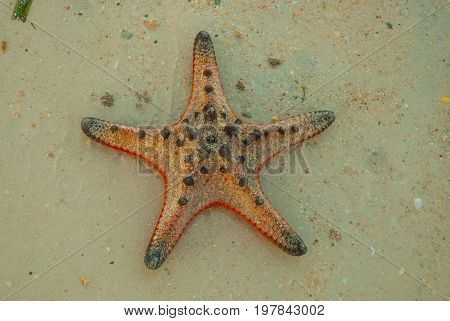 Red Starfish On The Beach
