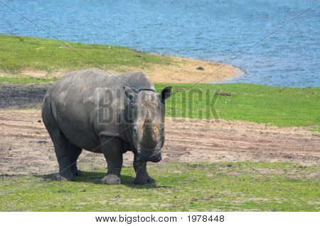 Velké Rhinoceros