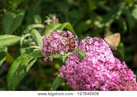 Purple flowers with butterflies -  at sunshine
