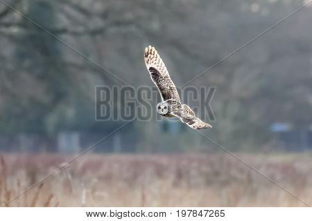 Short-eared Owl (asio Flammeus)  Hunting Banking Flying, In Flight Over Meadow