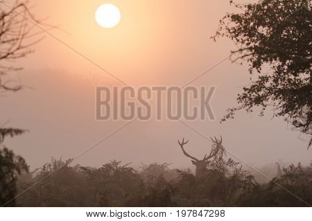 Single Red Deer Stag (cervus Elaphus) Displaying With Bracken On Antlers At Sunrise During The Rutti