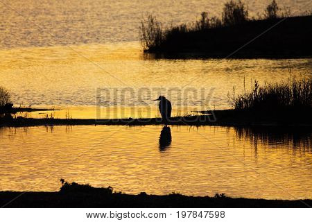 Silhouette Of A Grey Or Gray Heron (ardea Cinerea) In Wetland Wetlands Environment At Sunset